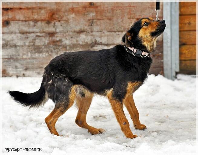 Zefir - odbił się od psiego dna