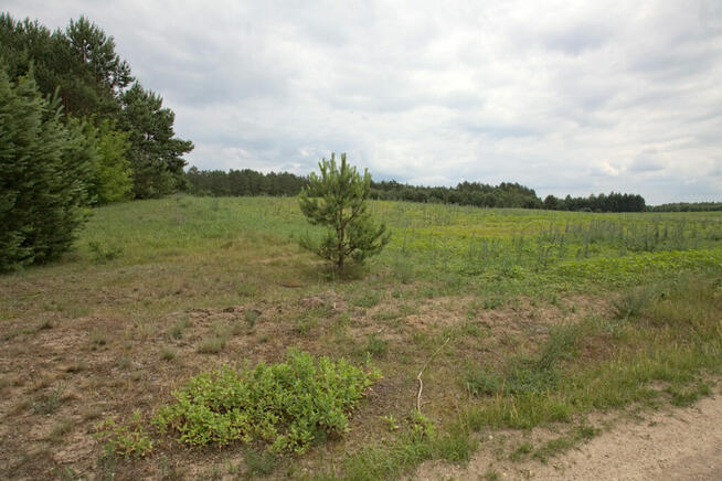 Duża nieruchomość gruntowa niezabudowana w Pogorzałkach.