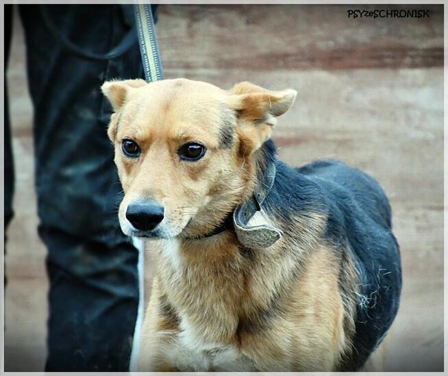 Zygmunt - on ma takie czułe serce