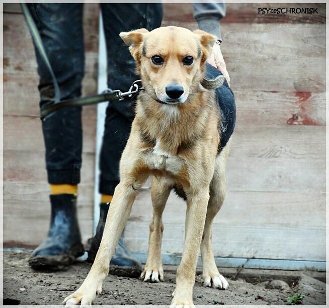 Zygmunt - on ma takie czułe serce