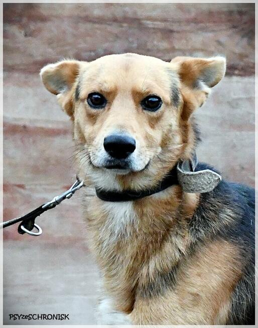 Zygmunt - on ma takie czułe serce