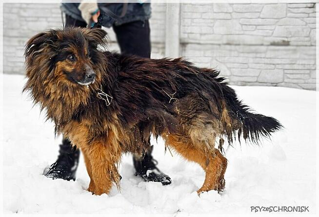 Edek - potrzebuje cierpliwego, doświadczonego opiekuna