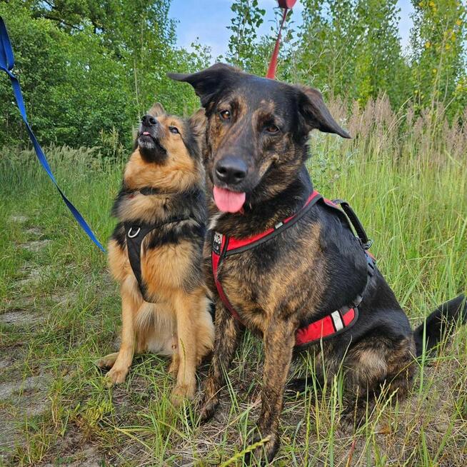 Domowy Hotel dla Psów w Łodzi - Małe i Duże