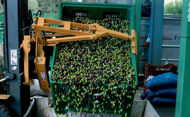 Nagradzana | GRECKA | Oliwa z Oliwek | Świeży zbiór | Extra