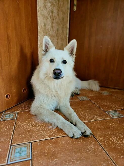 Domowy Hotel dla Psów w Łodzi - Małe i Duże