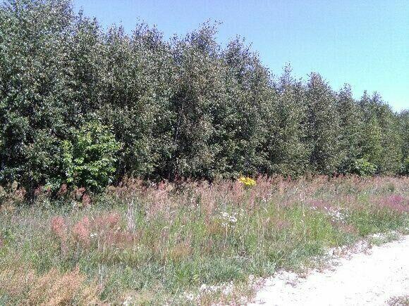 Działka budowlana w Brańszczyku - media