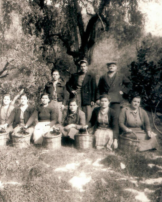 Nagradzana | GRECKA | Oliwa z Oliwek | Świeży zbiór | Extra