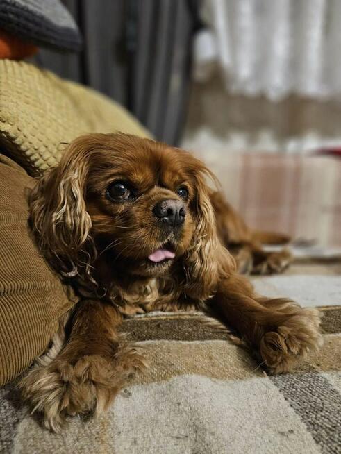 Domowy Hotel dla Psów w Łodzi - Małe i Duże