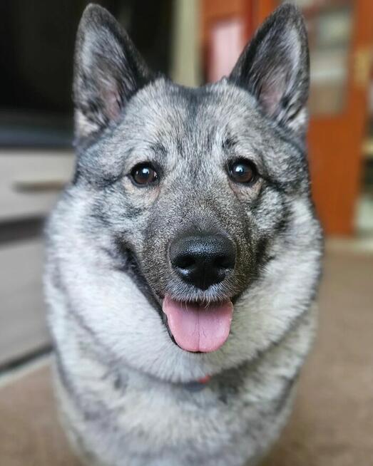 Domowy Hotel dla Psów w Łodzi - Małe i Duże