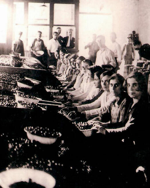 Nagradzana | GRECKA | Oliwa z Oliwek | Świeży zbiór | Extra