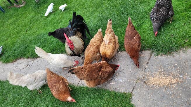 Sprzedam świeże jajka od kur z wolnego wybiegu