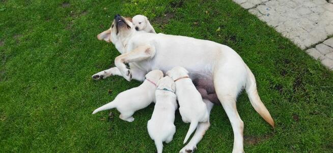 Szczeniaki Labrador