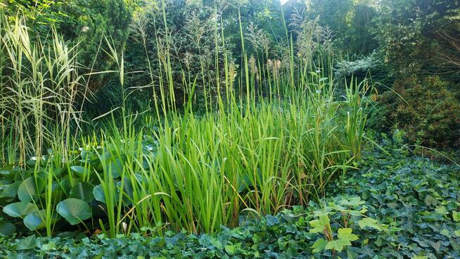 OCZKO WODNE - sprzedam rośliny, ryby, otoczaki etc