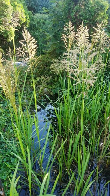 OCZKO WODNE - sprzedam rośliny, ryby, otoczaki etc