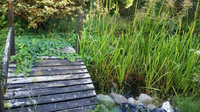 OCZKO WODNE - sprzedam rośliny, ryby, otoczaki etc