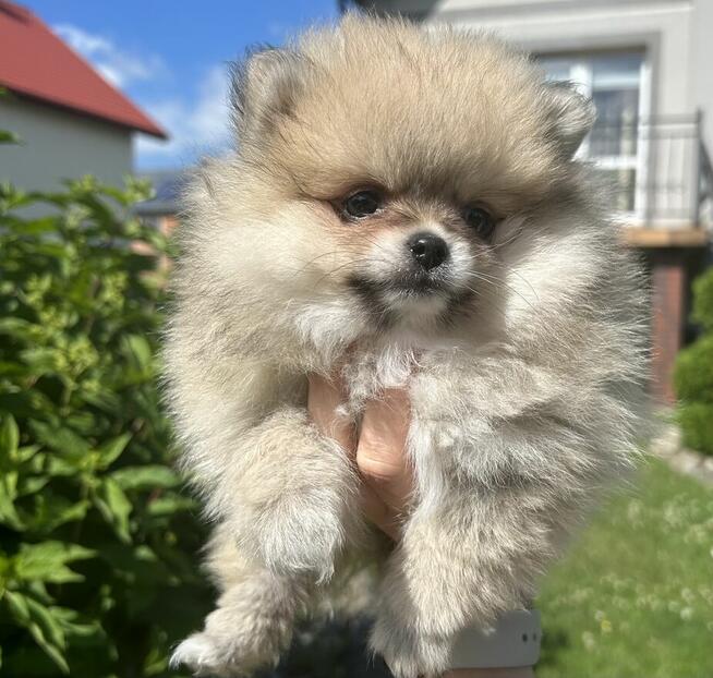 Szpic miniaturowy pomeranian