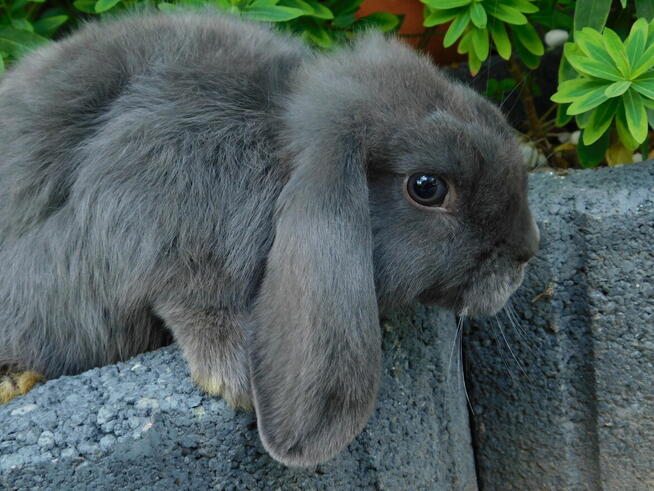 Baranek mini lop samczyki