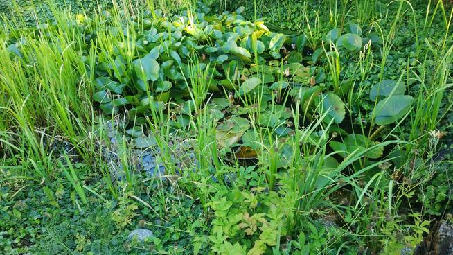 OCZKO WODNE - sprzedam rośliny, ryby, otoczaki etc
