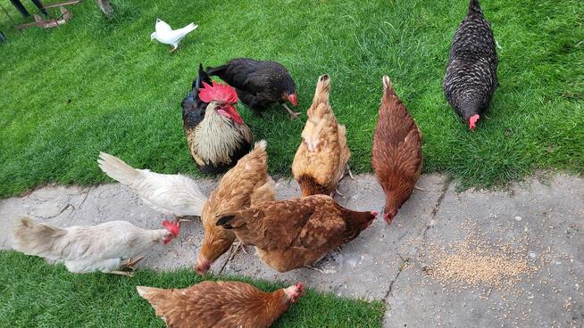 Sprzedam świeże jajka od kur z wolnego wybiegu