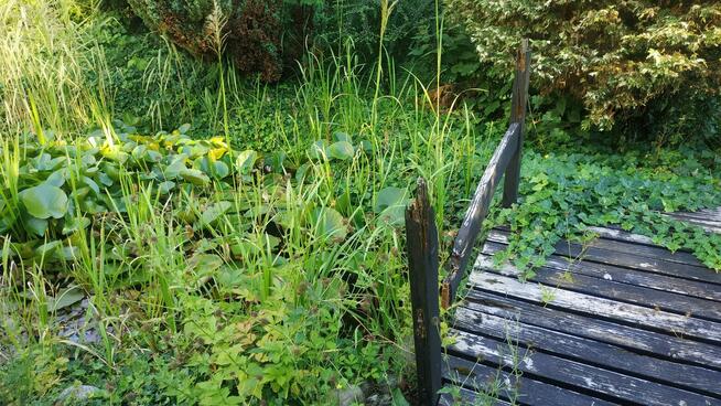 OCZKO WODNE - sprzedam rośliny, ryby, otoczaki etc