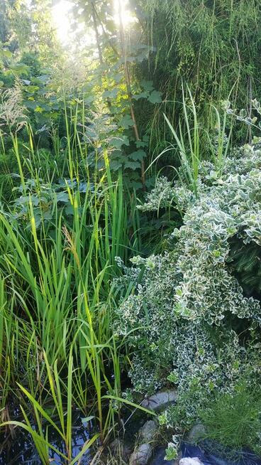 OCZKO WODNE - sprzedam rośliny, ryby, otoczaki etc