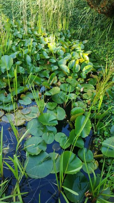 OCZKO WODNE - sprzedam rośliny, ryby, otoczaki etc