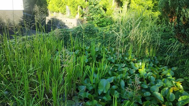 OCZKO WODNE - sprzedam rośliny, ryby, otoczaki etc