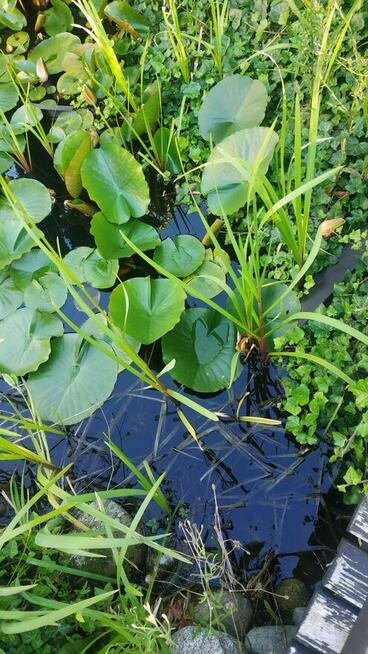 OCZKO WODNE - sprzedam rośliny, ryby, otoczaki etc