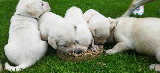 Szczeniaki Labrador