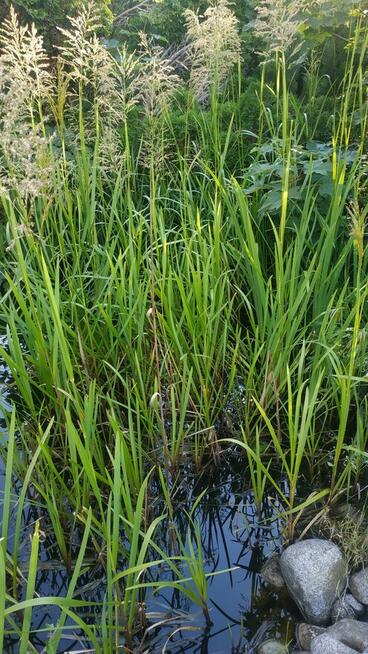 OCZKO WODNE - sprzedam rośliny, ryby, otoczaki etc