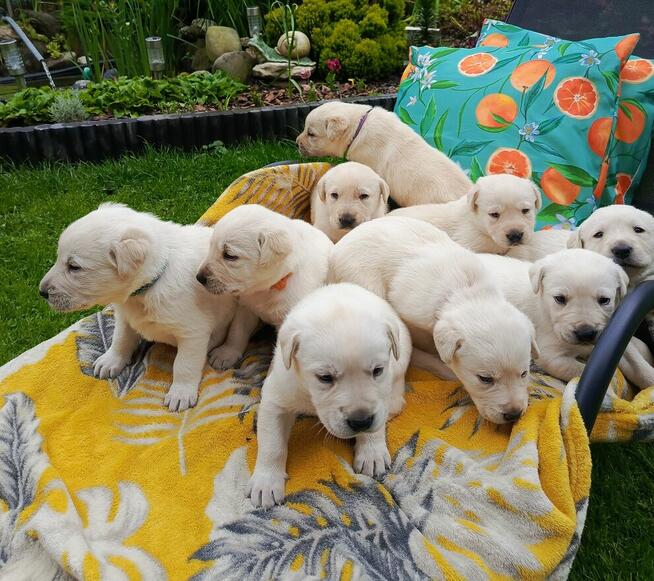 Szczeniaki Labrador