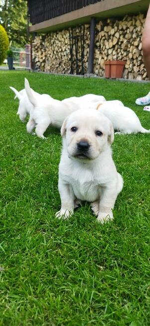 Szczeniaki Labrador