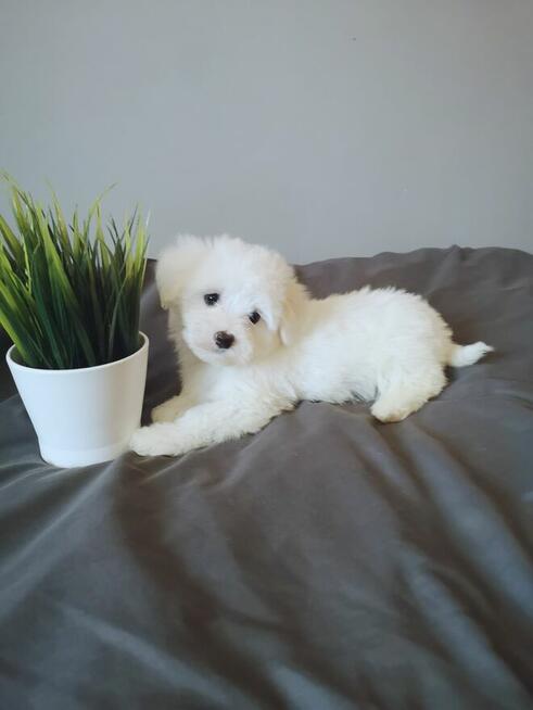 ** PIESEK ** MINI Maltańczyk hodowla domowa