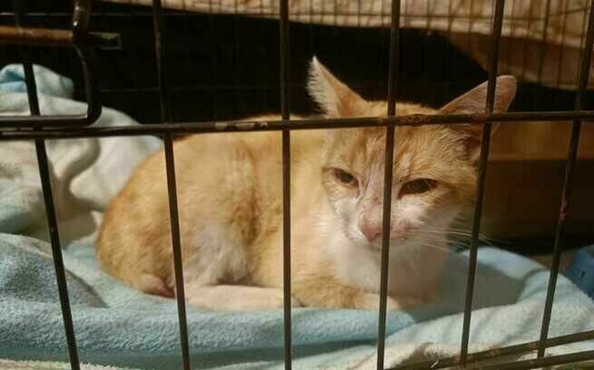 Alarm!!Rubik od znalezienie domku zależy jego życie Stow.Bez