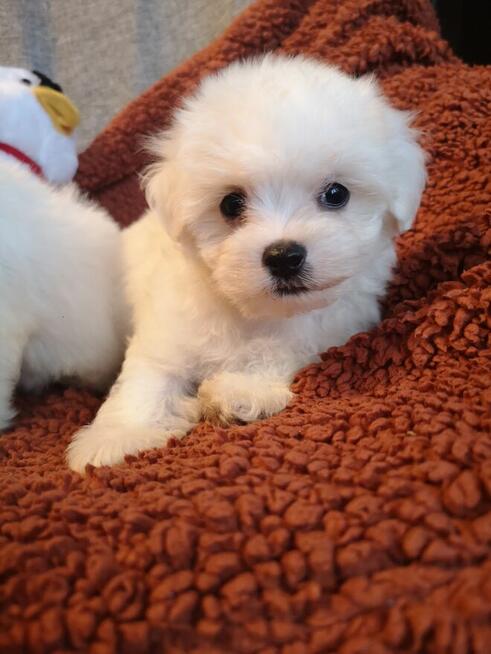 ** SUCZKA ** MINI Maltańczyk. Śliczna malutka dziewczynka