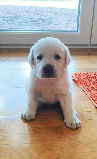 Labrador retriever biszkopt bialy