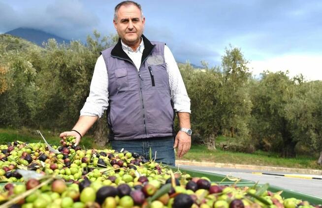 Nagradzana GRECKA Oliwa z Oliwek Extra Virgin 2l