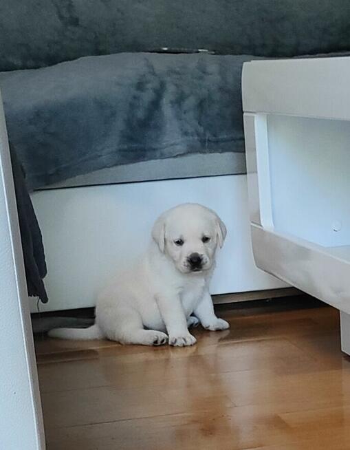 Labrador retriever biszkopt bialy