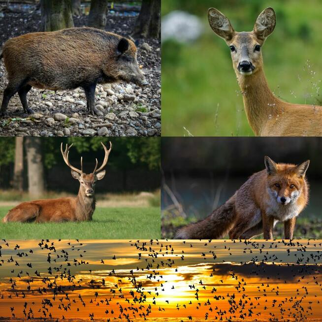 ODSTRASZACZ DZIKICH ZWIERZĄT HUKER 12 petard x 12 kompletów