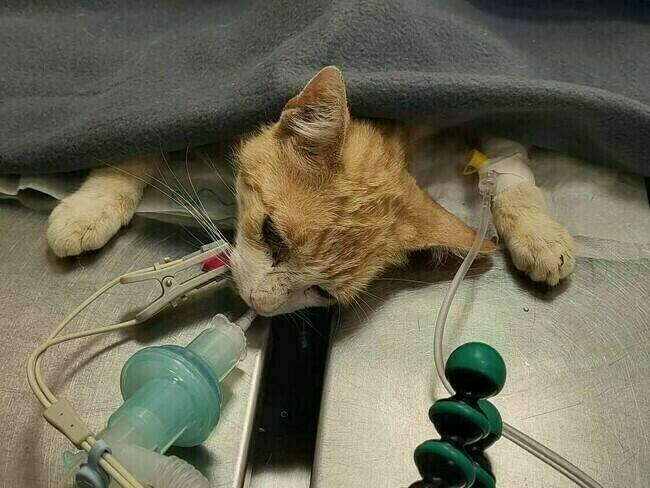 Alarm!!Rubik od znalezienie domku zależy jego życie Stow.Bez