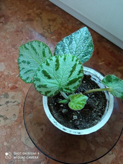Begonia Silver Jewel-begonia zebra