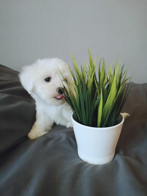 ** PIESEK ** MINI Maltańczyk hodowla domowa