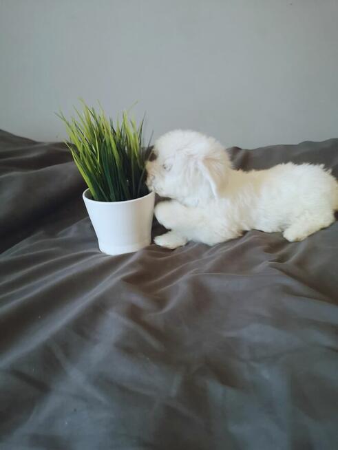 ** PIESEK ** MINI Maltańczyk hodowla domowa