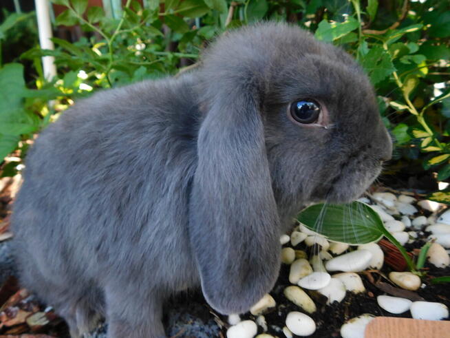 Samczyki mini lop