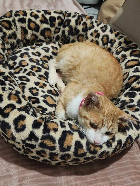 Alarm!!Rubik od znalezienie domku zależy jego życie Stow.Bez