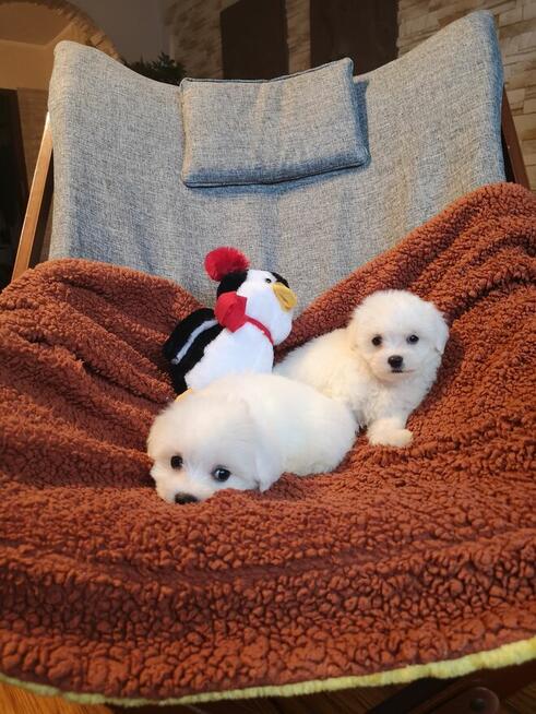 ** SUCZKA ** MINI Maltańczyk. Śliczna malutka dziewczynka