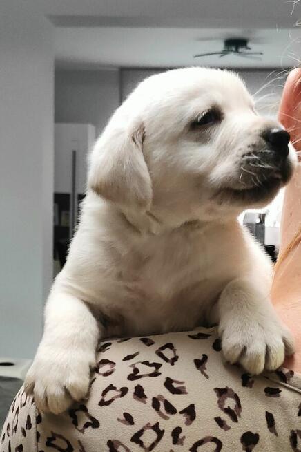 Labrador retriever biszkopt bialy