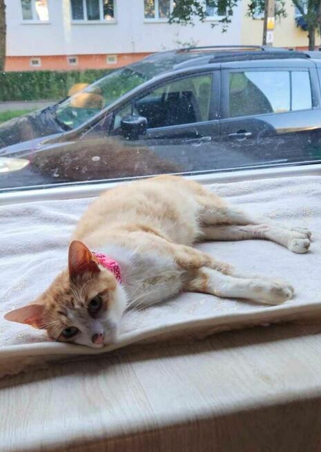 Alarm!!Rubik od znalezienie domku zależy jego życie Stow.Bez