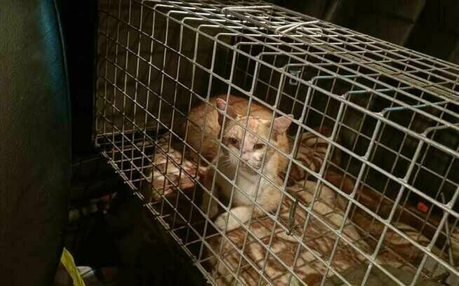 Alarm!!Rubik od znalezienie domku zależy jego życie Stow.Bez