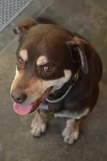 Pimpek potrzebuje cierpliwego i troskliwego opiekuna